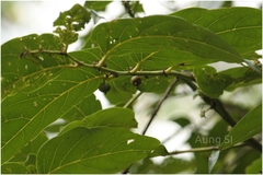 Glochidion zeylanicum